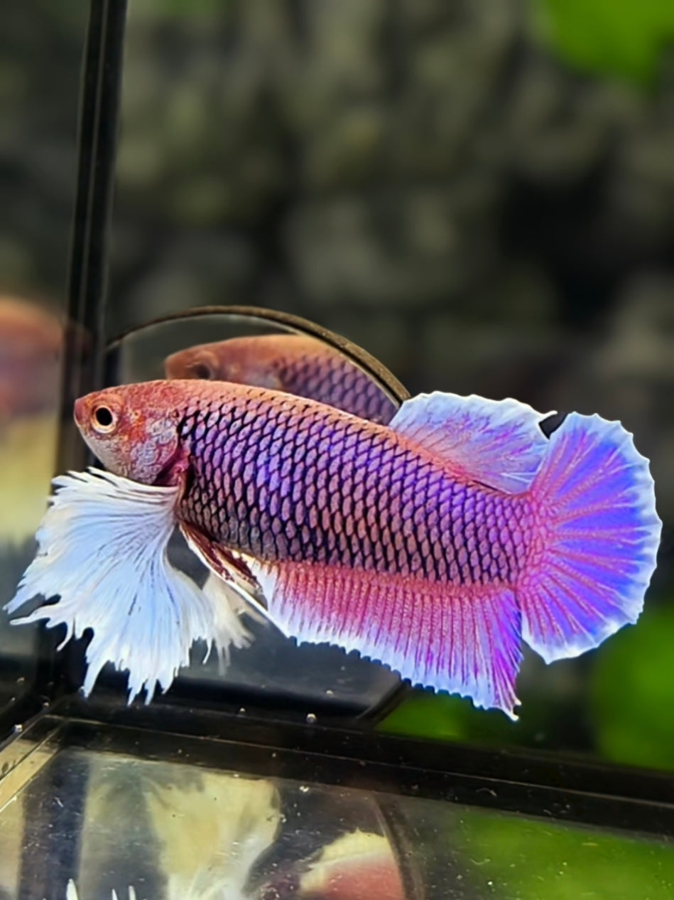 Purple Lavender Super Dumbo Ears HMPK Betta Fish Female For Sorority / Breed