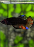 Black Variation HMPK Betta Fish Female For Sorority / Breed