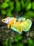 Yellow Gold Koi Galaxy Halfmoon Betta Fish Female For Sorority / Breed #YKG