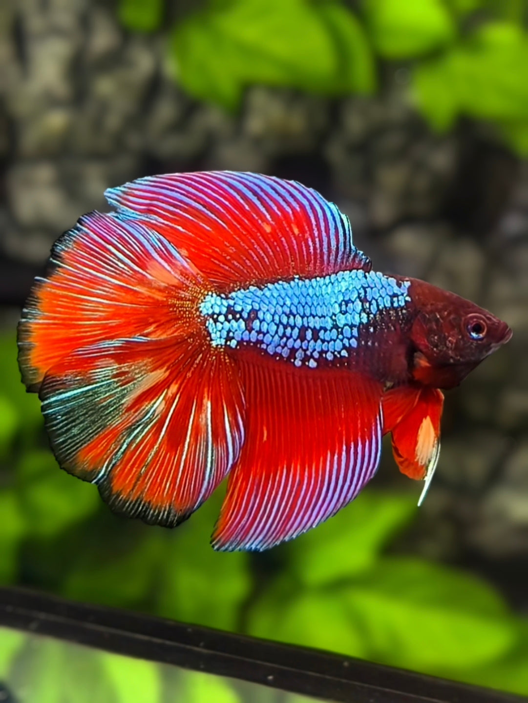 Fancy Doubletail Halfmoon Betta Fish Male
