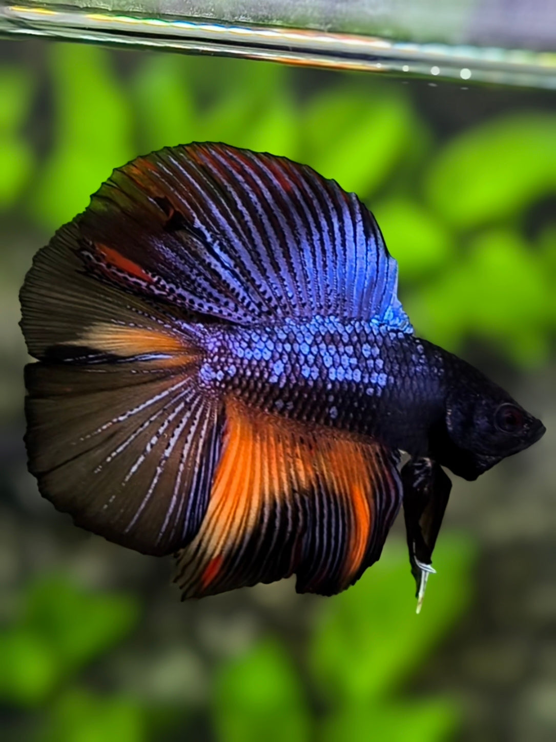 Purple Black Nemo Variation Doubletail Halfmoon Betta Fish Male