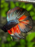Black Nemo Variation Doubletail Halfmoon Betta Fish Male