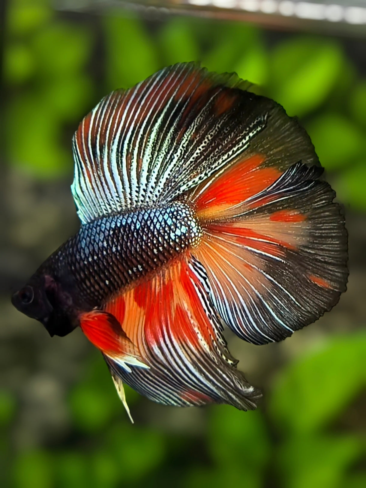 Black Nemo Variation Doubletail Halfmoon Betta Fish Male