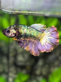 Copper Green Purple Halfmoon Betta Fish Female For Sorority / Breed