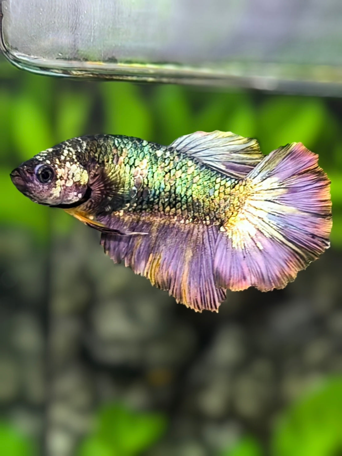 Copper Green Purple Halfmoon Betta Fish Female For Sorority / Breed