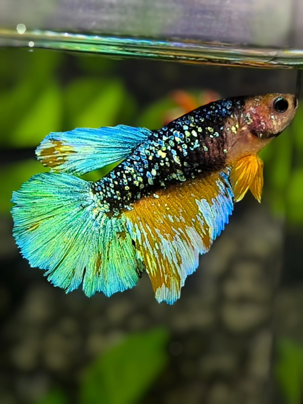Avatar Green Mustard Halfmoon Betta Fish Female For Sorority / Breed