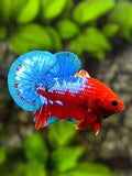 Fancy Hellboy Over HMPK Betta Fish Male