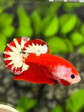 Monkey Face Red Fancy Copper Startail HMPK Betta Fish Male