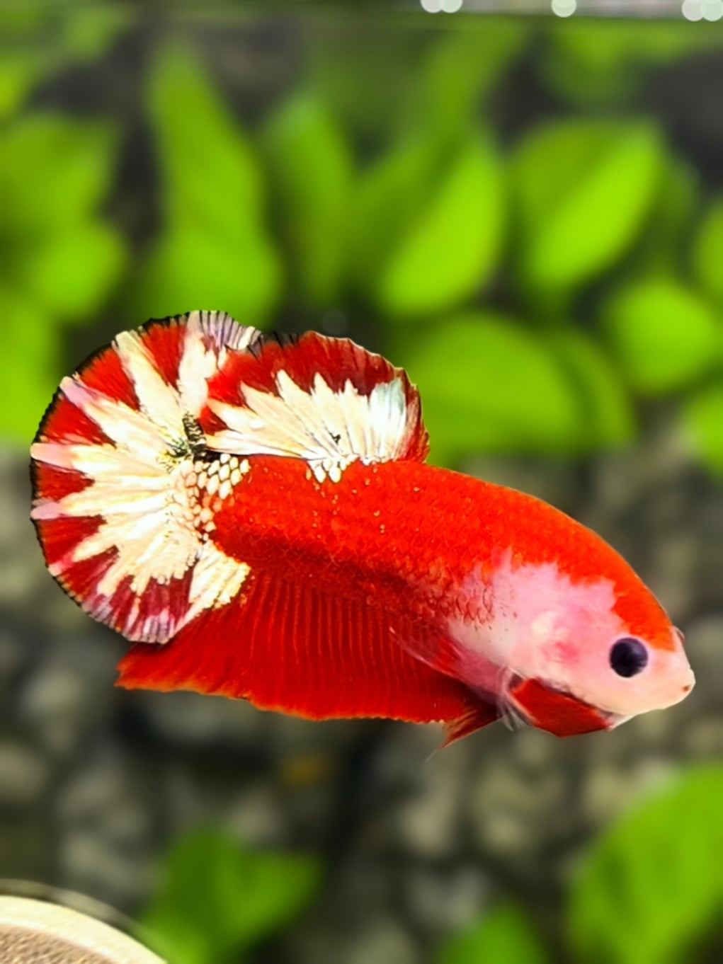 Monkey Face Red Fancy Copper Startail HMPK Betta Fish Male