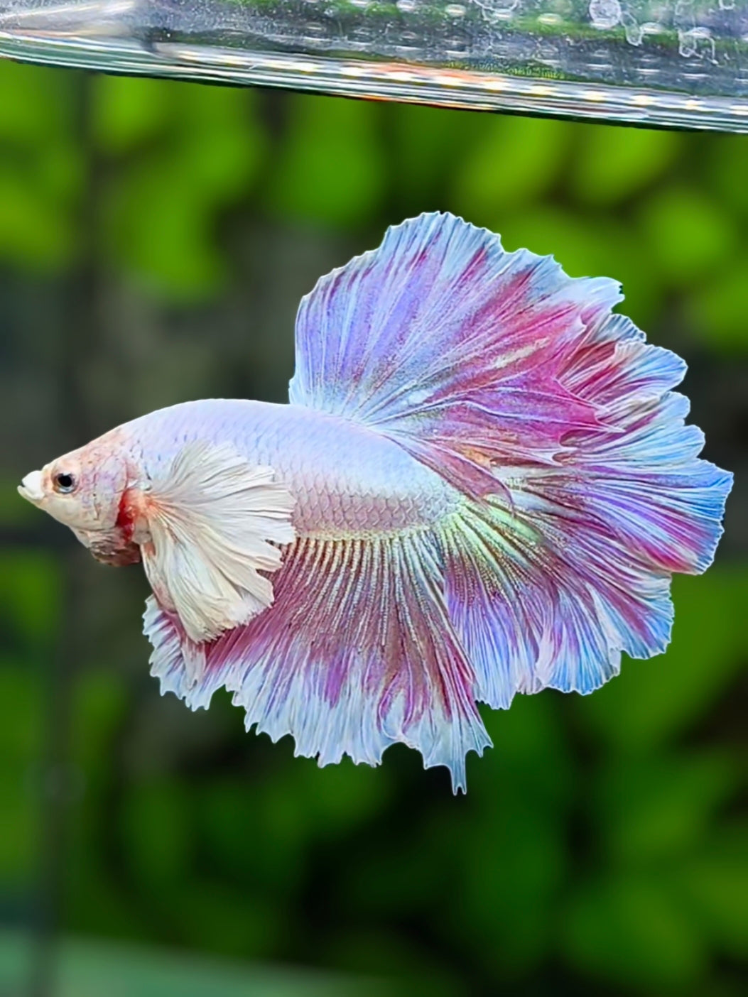 Super Dumbo Ears Rosetail Unicorn Halfmoon Betta Fish Male