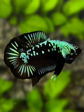 Startail Green Black Mamba Doubletail HMPK Betta Fish Male