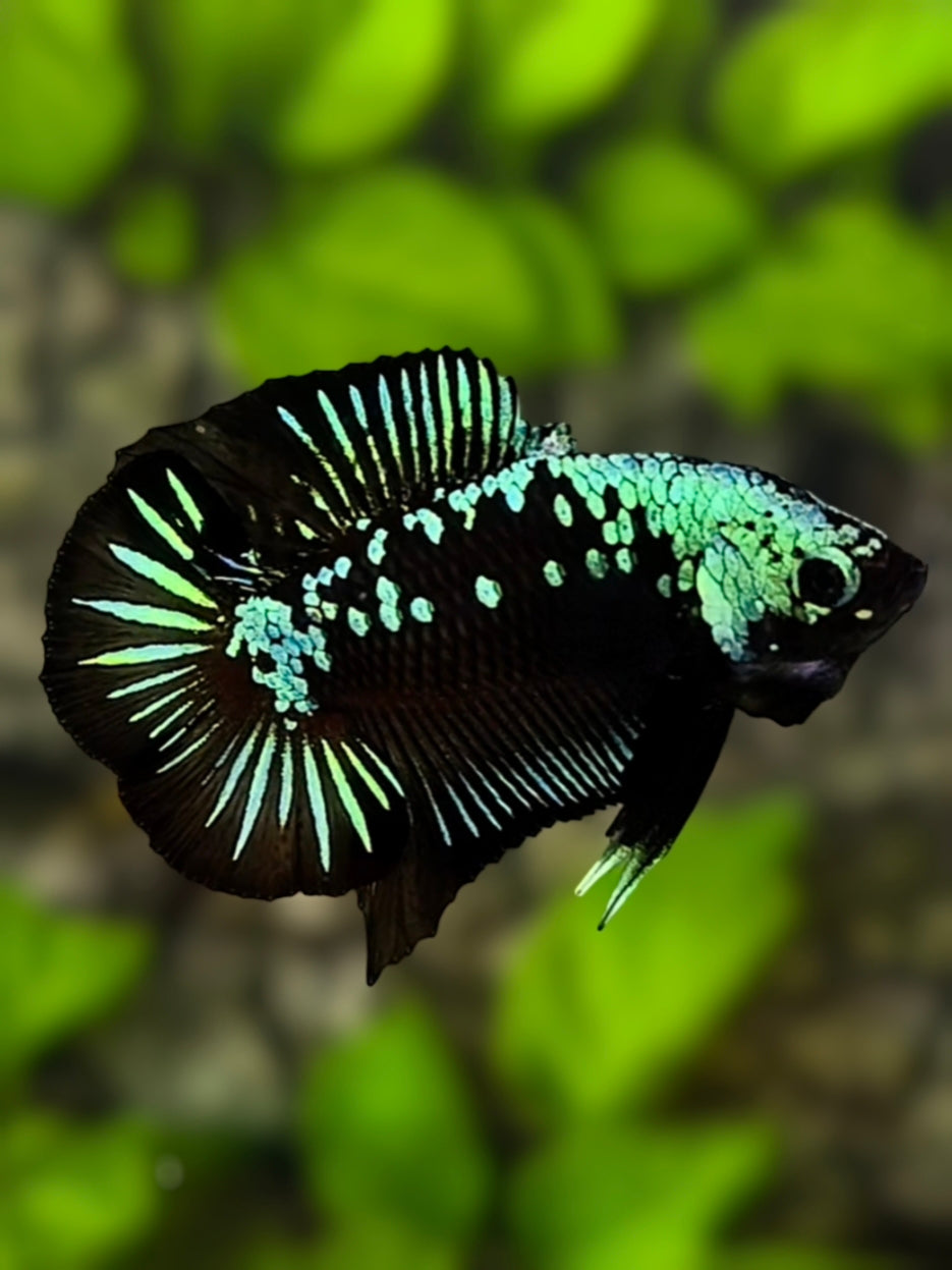 Startail Green Black Mamba Doubletail HMPK Betta Fish Male