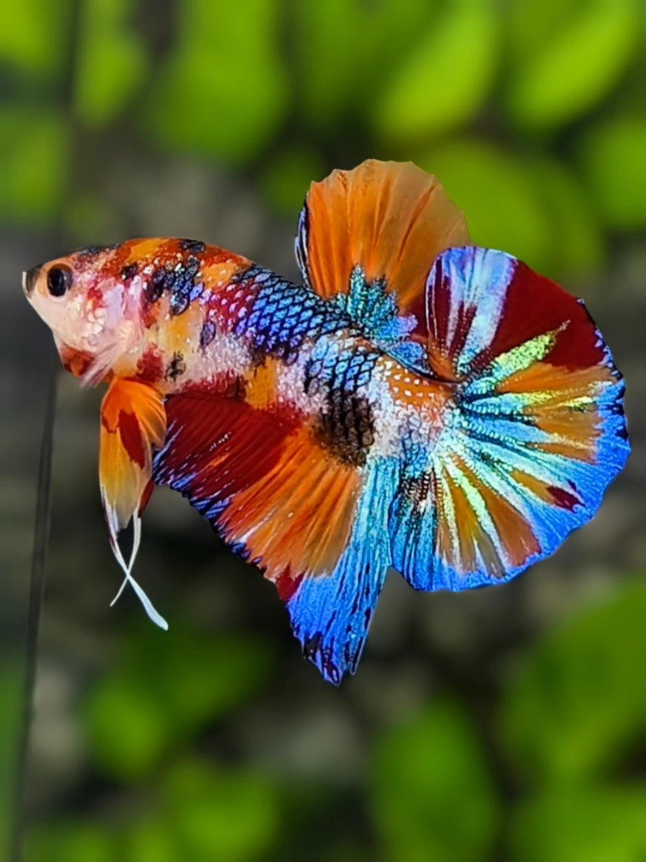 Multicolor Metalic HMPK Betta Fish Male