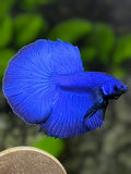 Fullmasked Solid Super Royal Blue Halfmoon Betta Fish Male