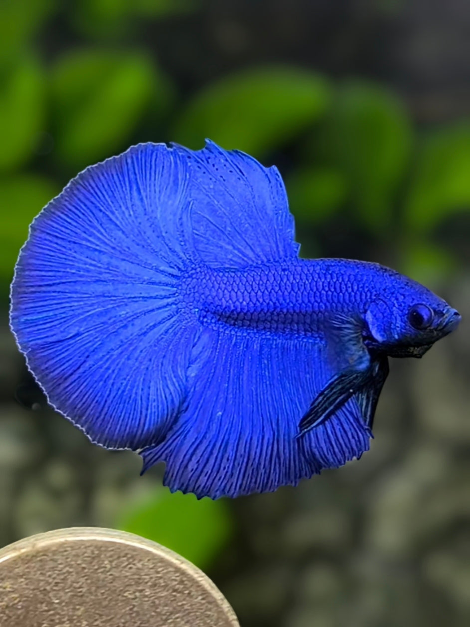 Fullmasked Solid Super Royal Blue Halfmoon Betta Fish Male