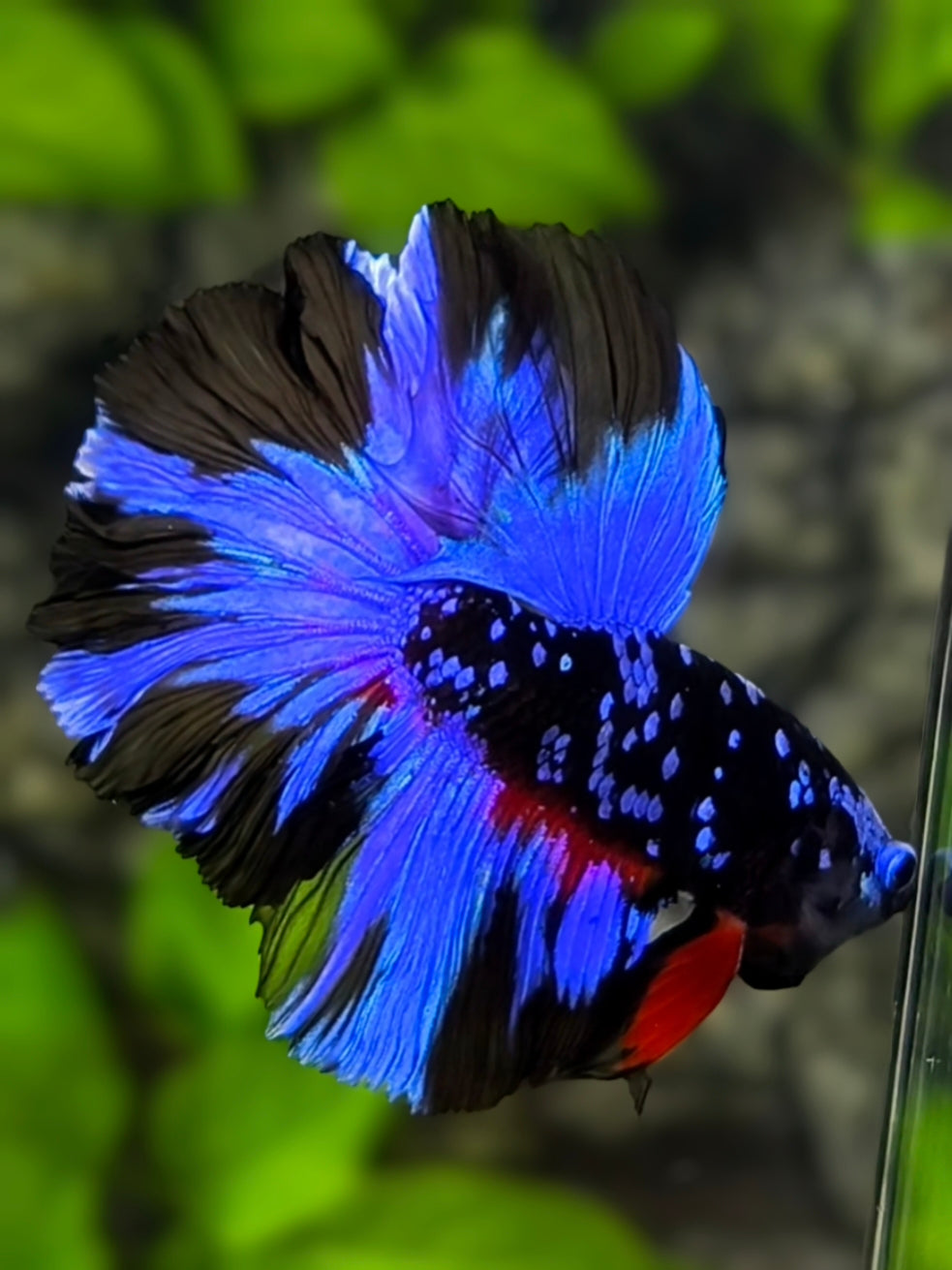 Rosetail Avatar Blackstar Blue Halfmoon Betta Fish Male