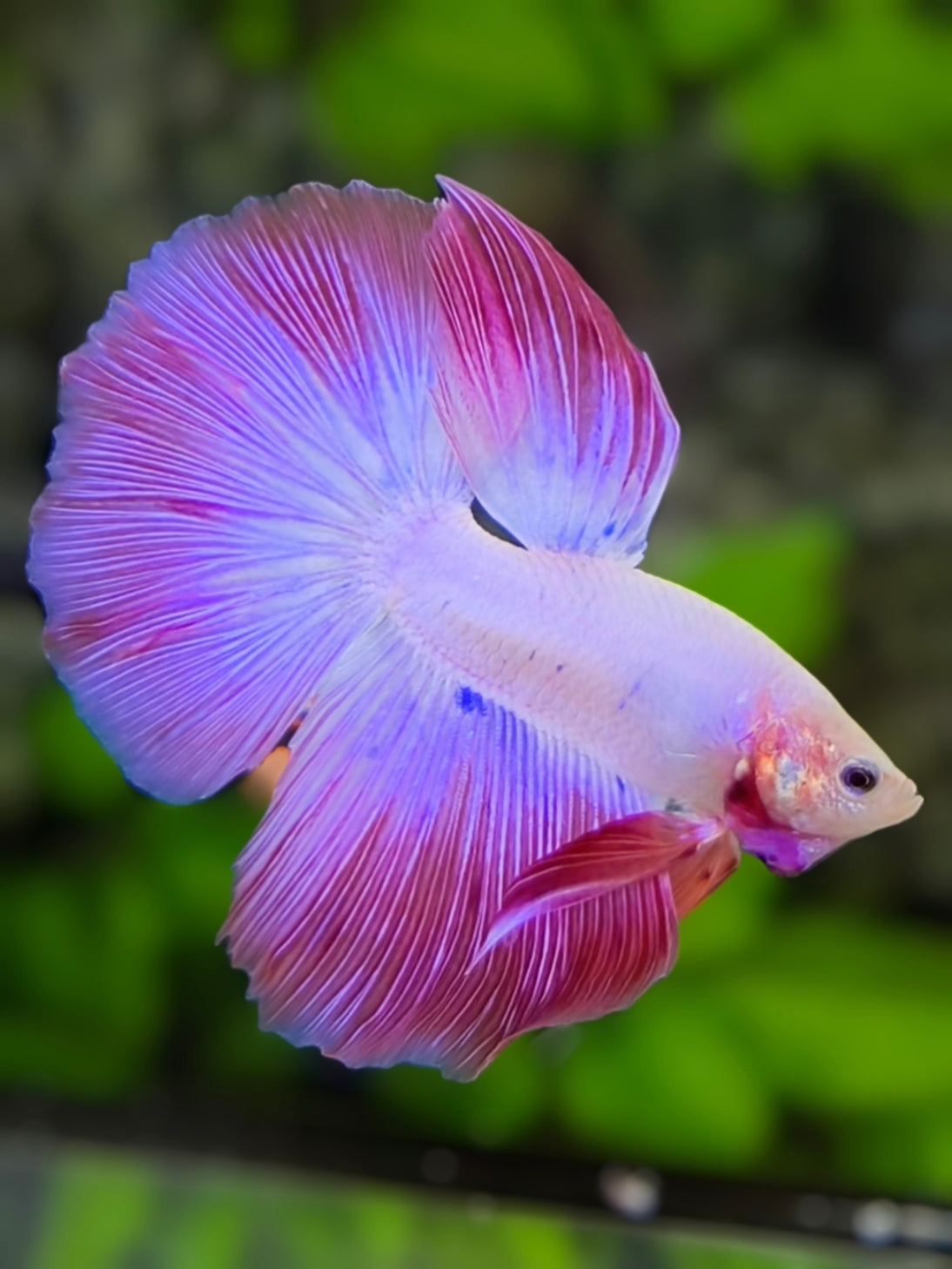 Pink Unicorn Halfmoon Betta Fish Male