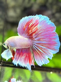 Hulk Green Eyes Dumbo Ears Pink Unicorn Halfmoon Betta Fish Male