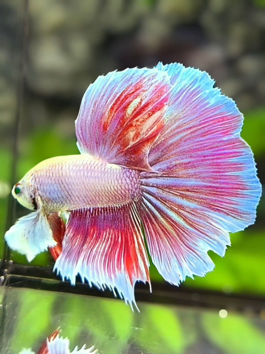 Hulk Green Eyes Dumbo Ears Pink Unicorn Halfmoon Betta Fish Male