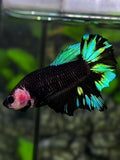 Monkey Face Black Light Green Halfmoon Betta Fish Female For Sorority / Breed