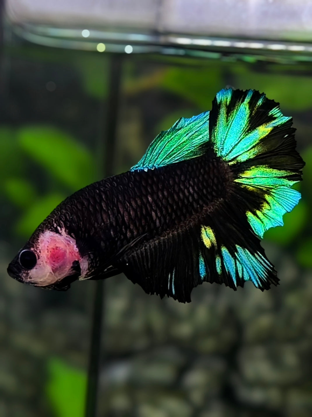 Monkey Face Black Light Green Halfmoon Betta Fish Female For Sorority / Breed