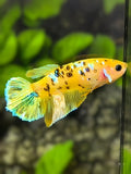 Yellow Gold Koi Tiger Galaxy Halfmoon Betta Fish Female For Sorority / Breed #YKG