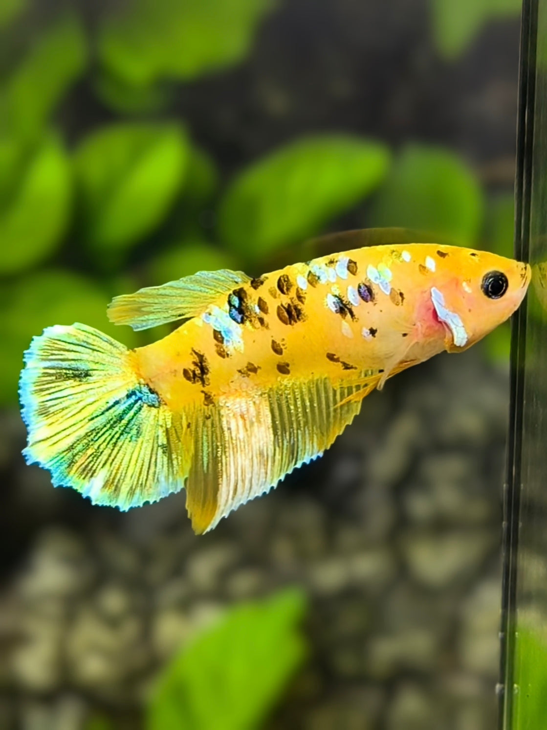 Yellow Gold Koi Tiger Galaxy Halfmoon Betta Fish Female For Sorority / Breed #YKG