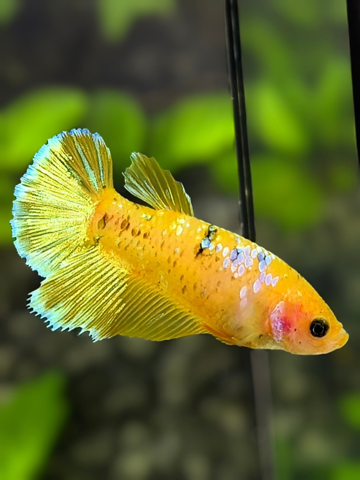 Yellow Gold Koi Galaxy Halfmoon Betta Fish Female For Sorority / Breed #YKG
