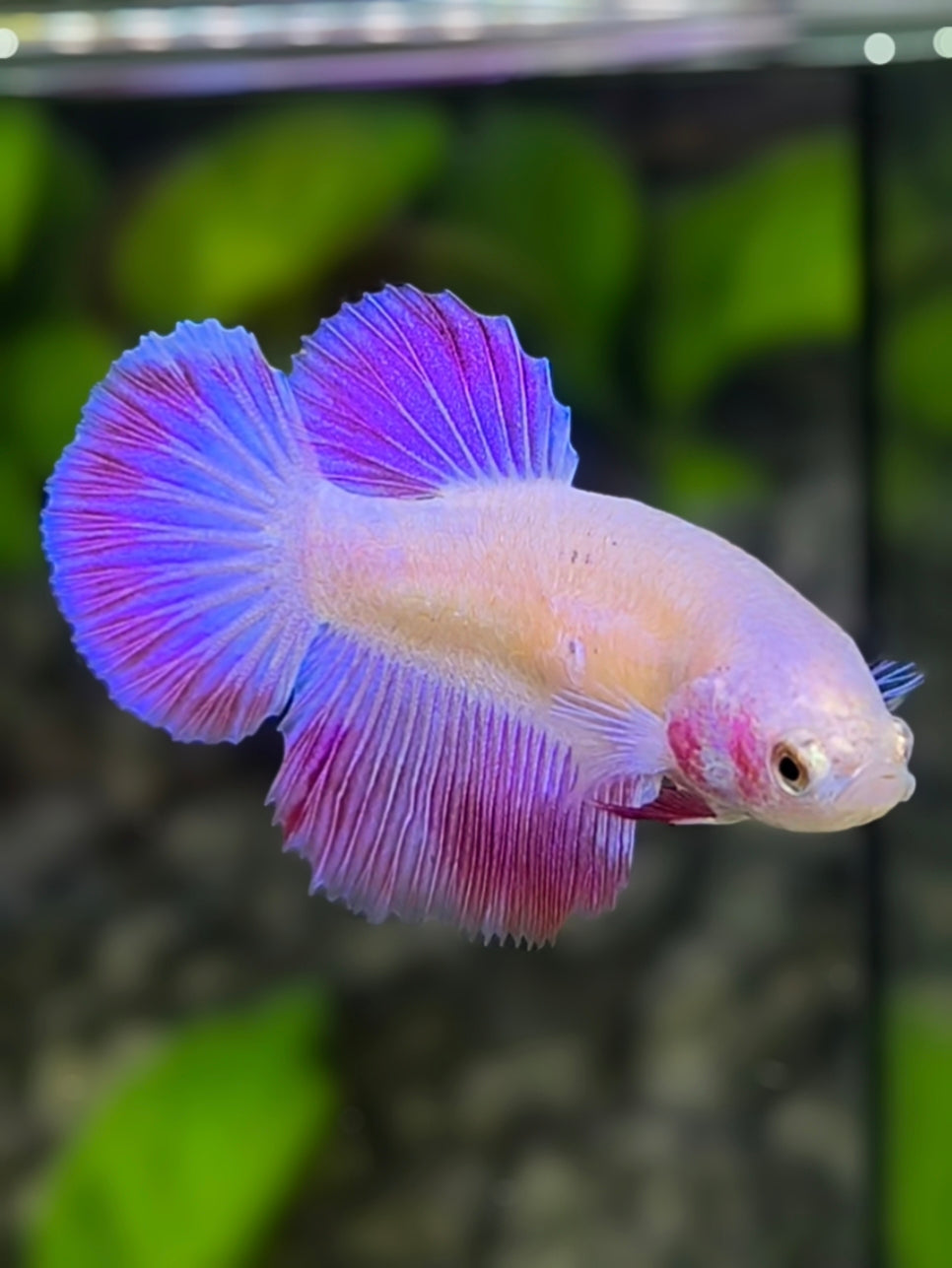 Pink Purple Unicorn Halfmoon Betta Fish Female For Sorority / Breed