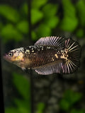 Black Mamba Doubletail HMPK Betta Fish Female For Sorority / Breed