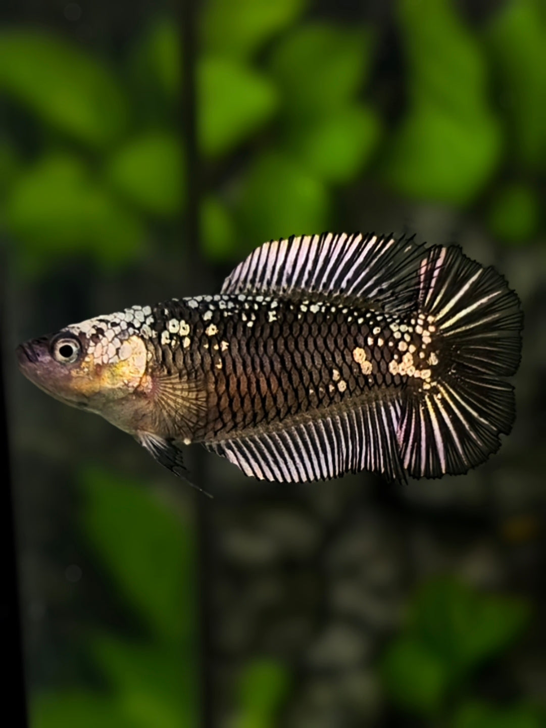 Black Mamba Doubletail HMPK Betta Fish Female For Sorority / Breed