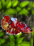 Red Barongsai Galaxy Halfmoon Betta Fish Female For Sorority / Breed