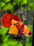 Classic Nemo Koi Gold Galaxy Halfmoon Betta Fish Female For Sorority / Breed