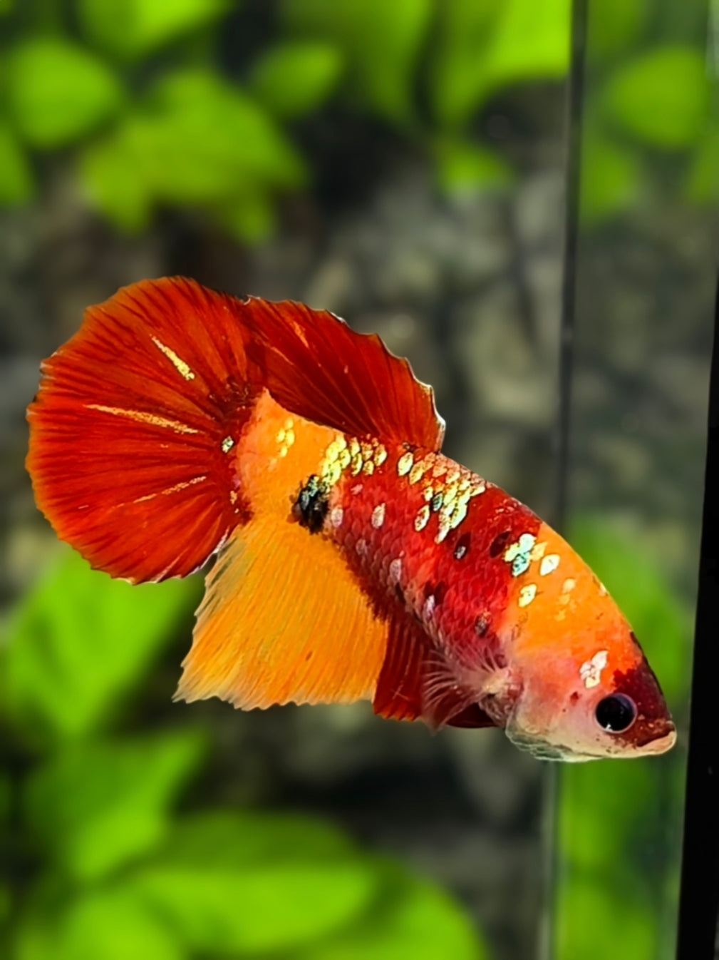 Classic Nemo Koi Gold Galaxy Halfmoon Betta Fish Female For Sorority / Breed