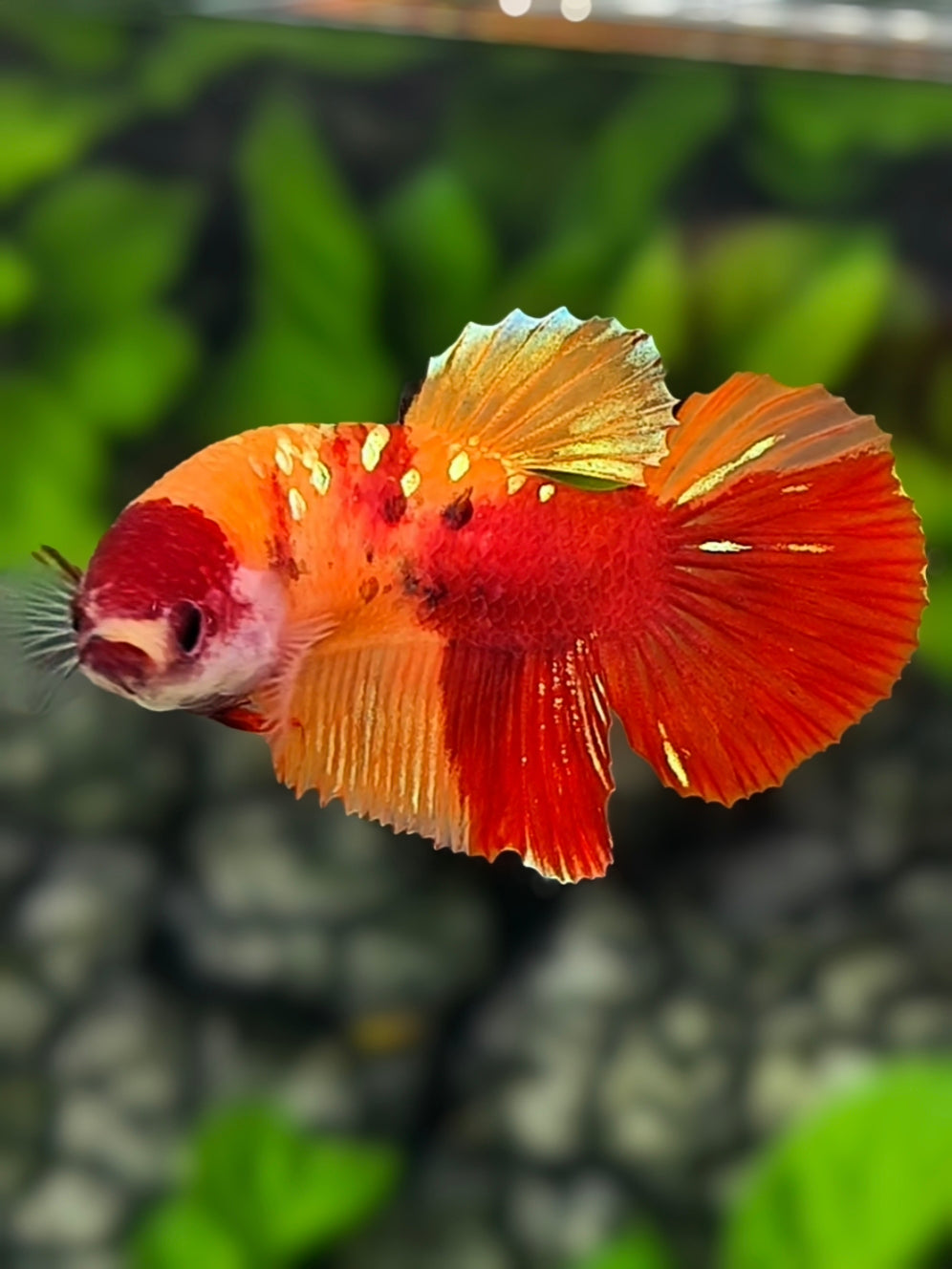 Classic Nemo Koi Gold Galaxy Halfmoon Betta Fish Female For Sorority / Breed