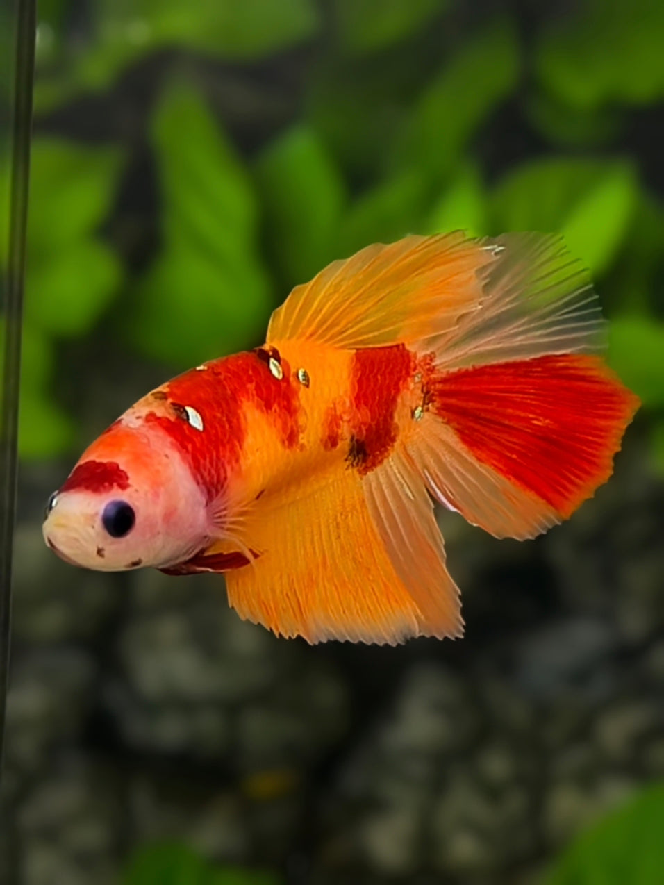 Classic Nemo Koi Halfmoon Betta Fish Female For Sorority / Breed