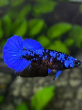 Avatar Blackstar Blue Halfmoon Betta Fish Female For Sorority / Breed