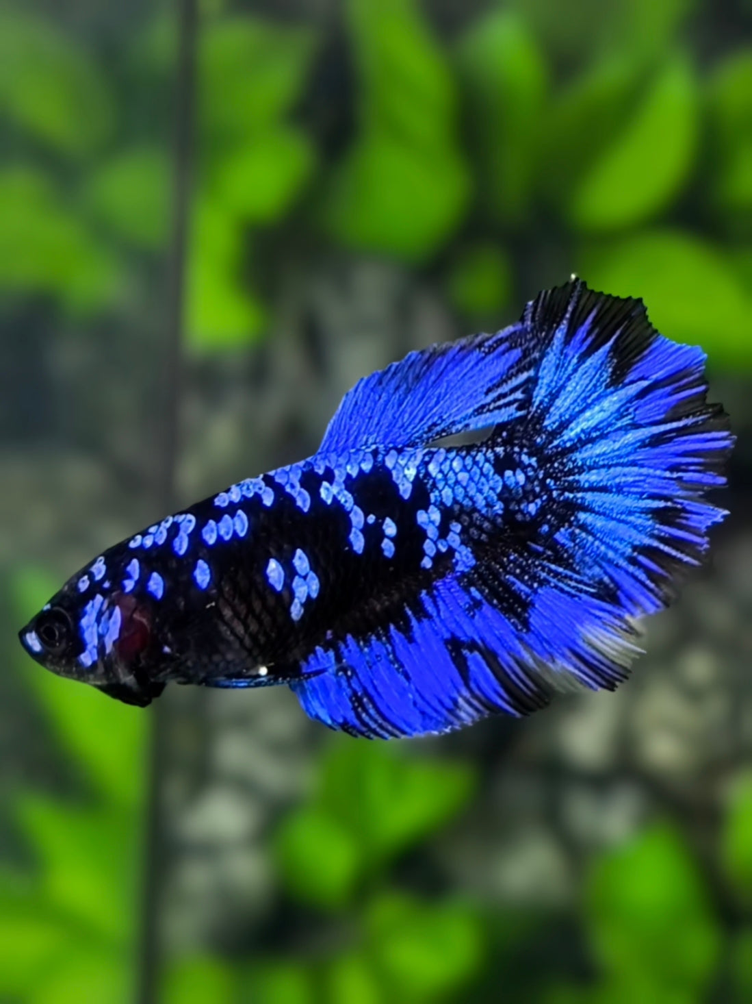 Avatar Blackstar Blue Halfmoon Betta Fish Female For Sorority / Breed