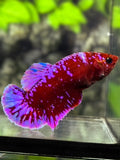 Red Purple Galaxy HMPK Betta Fish Female For Sorority / Breed