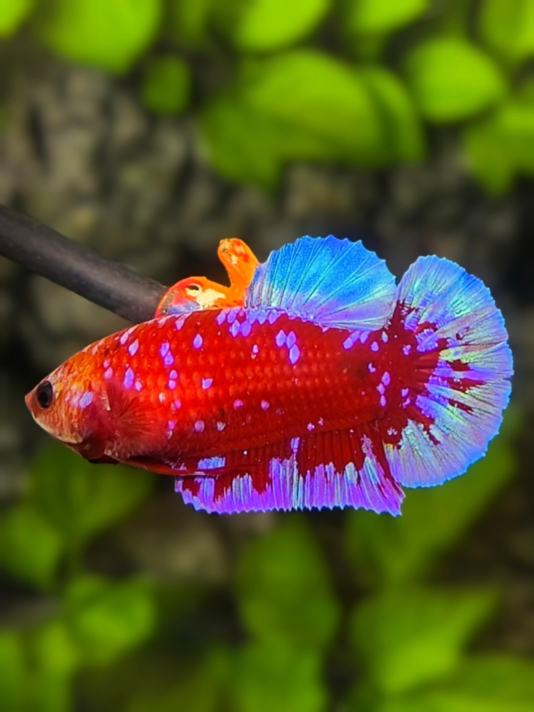 Red Purple Blue Galaxy HMPK Betta Fish Female For Sorority / Breed