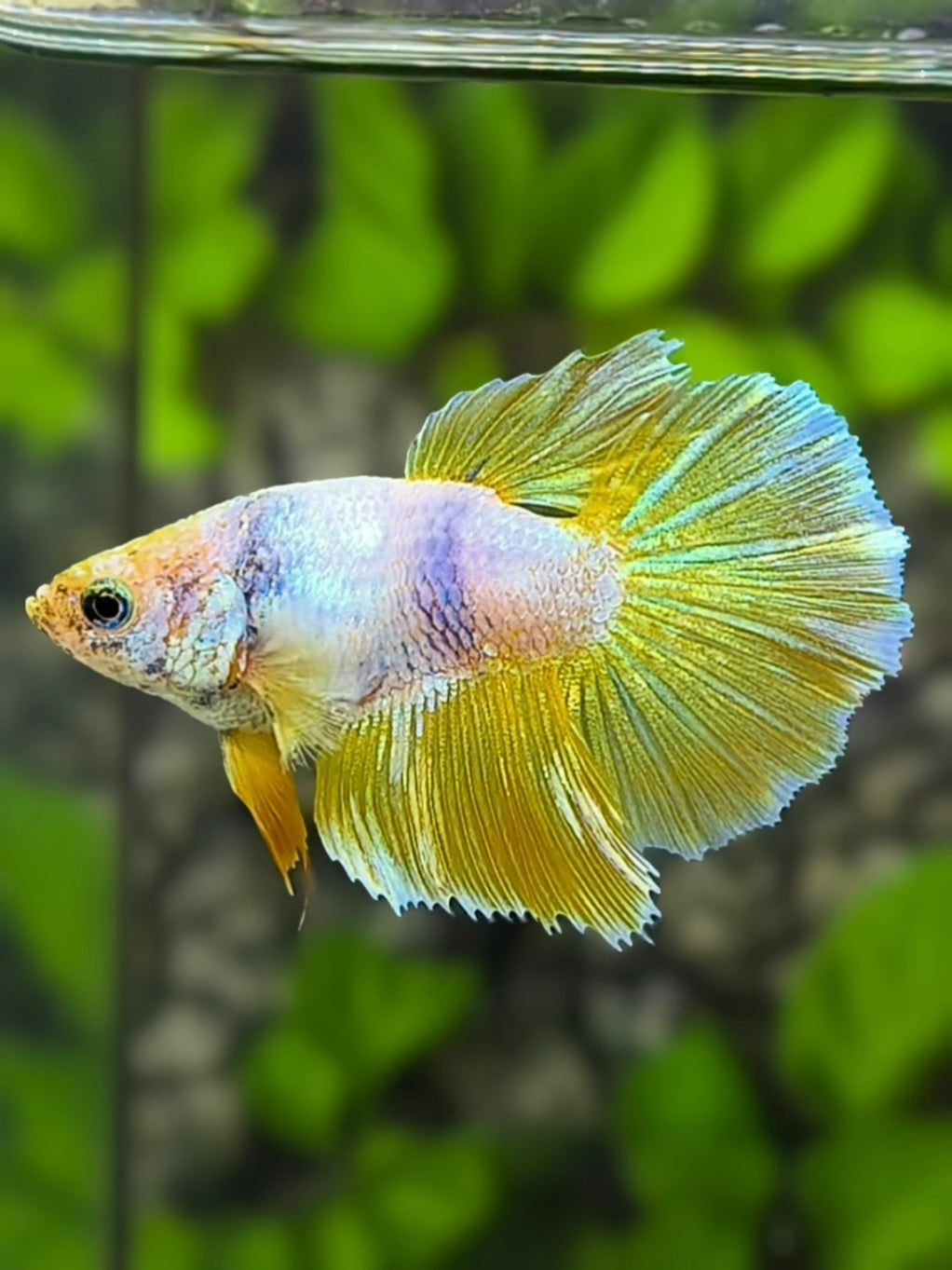 Short Body Pink Yellow Gold Halfmoon Betta Fish Female For Sorority / Breed