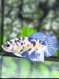 Marble Dalmation Halfmoon Betta Fish Female For Sorority / Breed