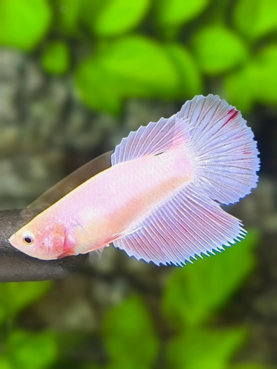 Solid Pink Halfmoon Betta Fish Female For Sorority / Breed