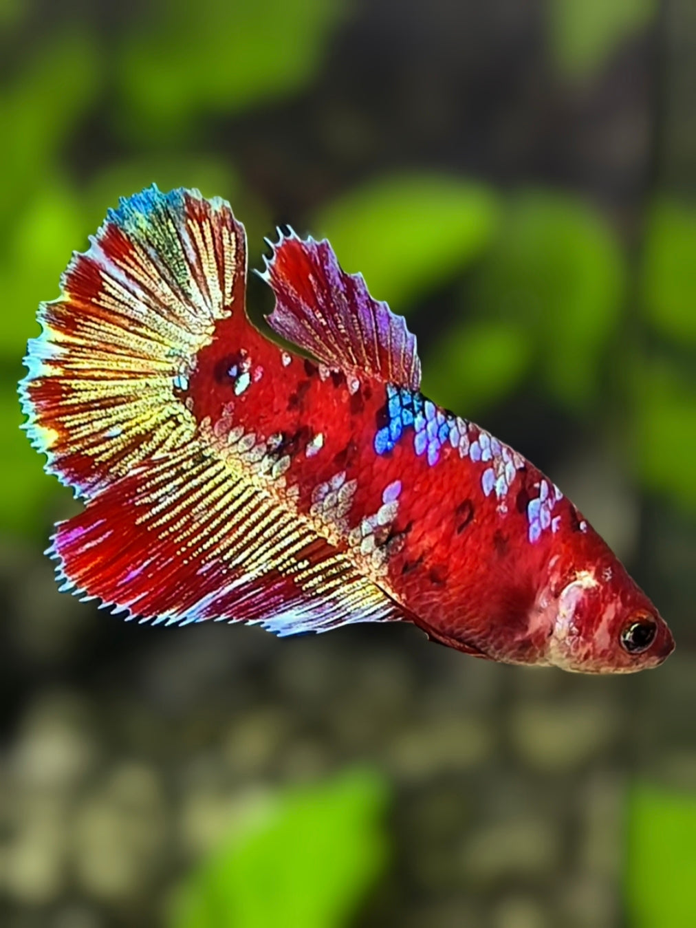 Red Barongsai Galaxy Halfmoon Betta Fish Female For Sorority / Breed