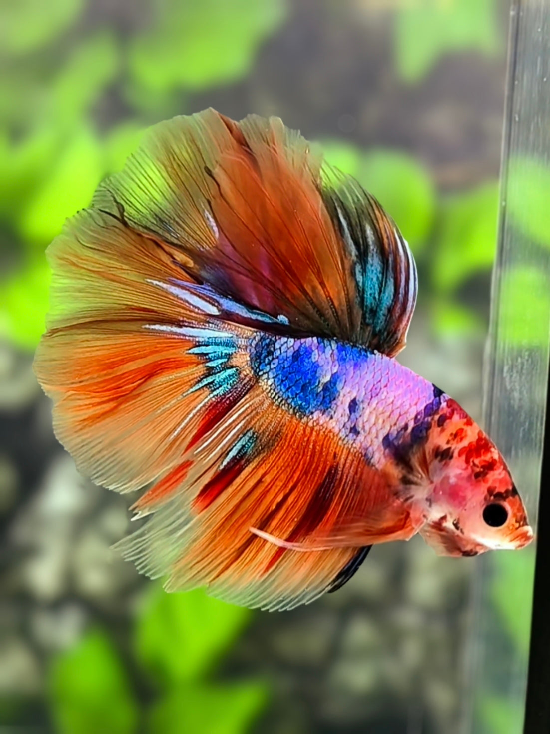 Multicolor Candy Halfmoon Betta Fish Male
