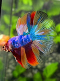 Multicolor Candy Halfmoon Betta Fish Male
