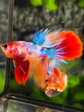 Multicolor Candy Halfmoon Betta Fish Male