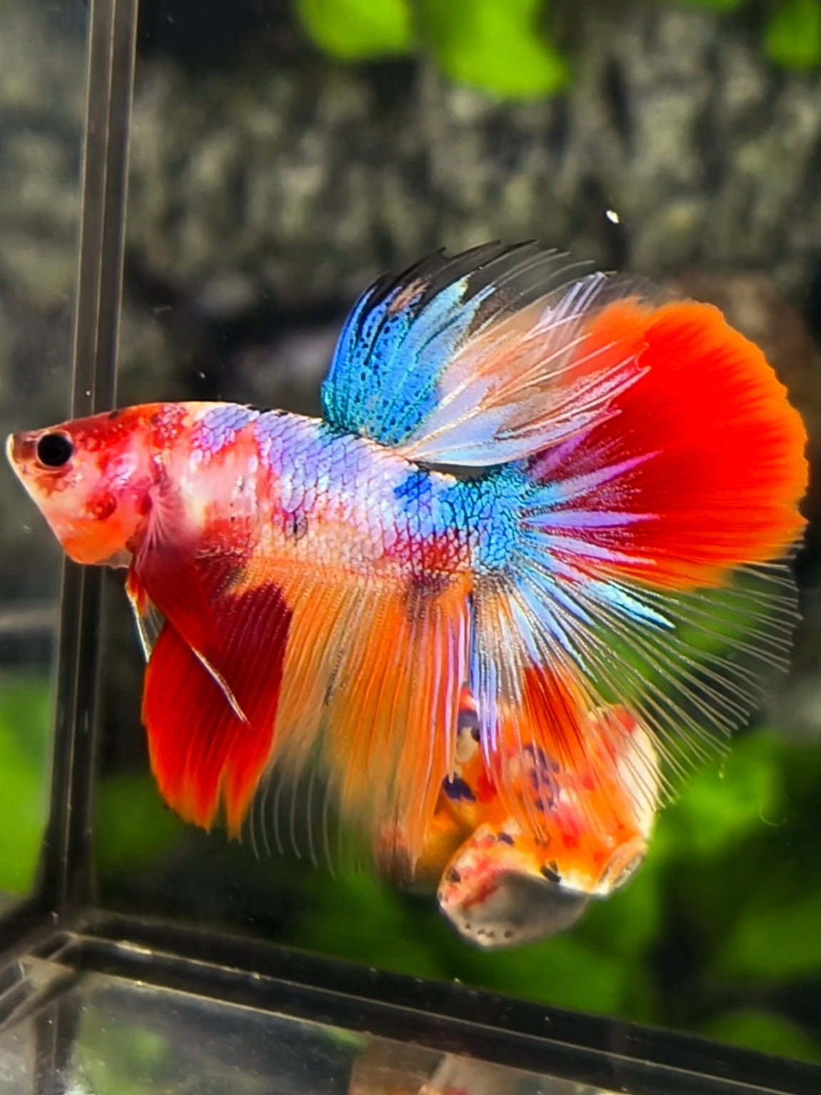 Multicolor Candy Halfmoon Betta Fish Male