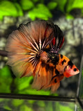 Orange Koi Copper Tiger Galaxy Over Halfmoon Betta Fish Male