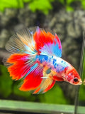 Multicolor Candy Halfmoon Betta Fish Male
